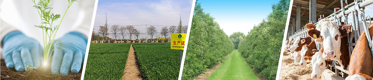 NG´óÎę̀(ÖйúÓÎ)ÏàÐÅÆ·ÅƵÄʵÁ¦